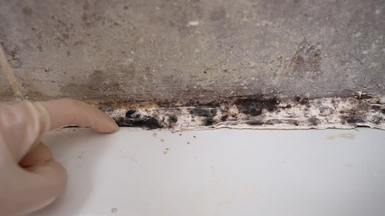 Best Asbestos and Lead Testing During Mold Inspection  in Cross City, FL